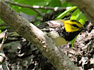 Blackthroated Green Warbler